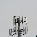 Osprey nest