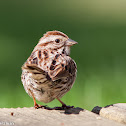 Song Sparrow