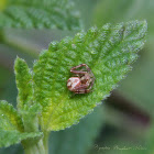 Crab Spider