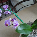 Dendrobium Hybrid Orchid