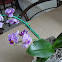 Dendrobium Hybrid Orchid
