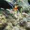 Orange spine Unicorn fish