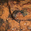spotted leopard slug