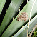 Rana roncadora