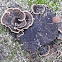 Turkey Tail