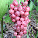 False Solomon's seal