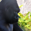 Western Lowland Gorilla