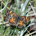 Pearl Crescent