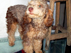 Poodles Toys Buscan Duenos Carinosos