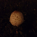 Shaggy Mane