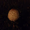 Shaggy Mane