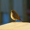 Common Redstart (female)