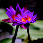 Lotus