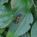 Western Yellowjacket