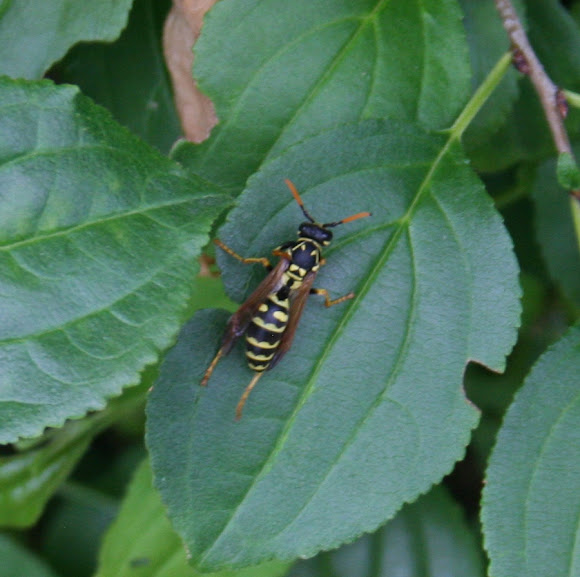 Spotting Image 1