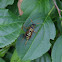 Western Yellowjacket