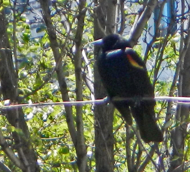 Red-winged Blackbird
