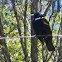 Red-winged Blackbird