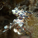 Harlequin shrimp