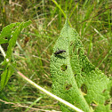 Broad-headed Bug