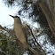 Black-crowned Night Heron