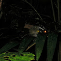 Orange-billed Sparrow