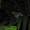 Orange-billed Sparrow