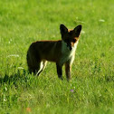 Vulpes vulpes