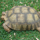 Texas Tortoise