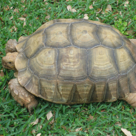 Spotting Image 1