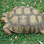 Texas Tortoise