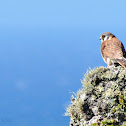 American Kestrel
