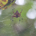 spider