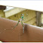 Orchard Spider