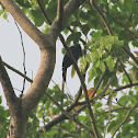 Greater Racket-tailed Drongo