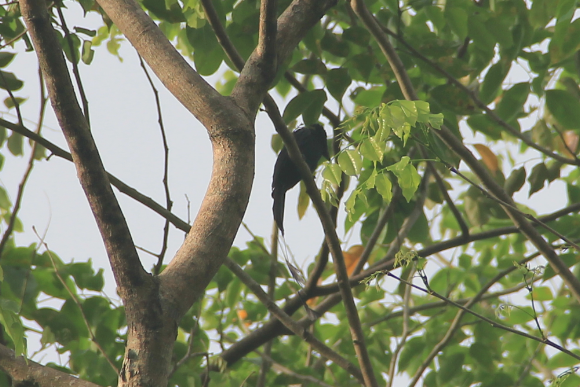 Spotting Image 1