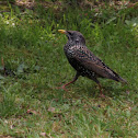 Common Starling