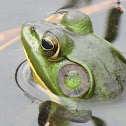 American Bullfrog