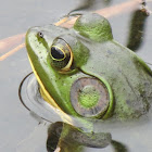 American Bullfrog