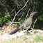 Greater Roadrunner