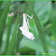 Grasshopper (Molted Exoskeleton)