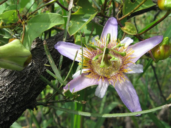 Spotting Image 1
