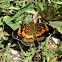 Silvery Checkerspot