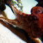 Common Octopus