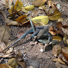 Common Puerto Rican Ameiva, Puerto Rican ground lizard