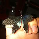 Day flying moth