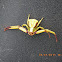 White Banded Crab spider