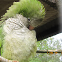 Quaker Parakeets