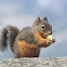 Douglas Squirrel