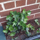 English Ivy